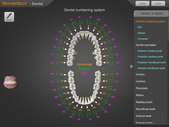 Image 3 for BoneBox - Dental Pro
