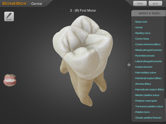 Image 0 for BoneBox - Dental Pro