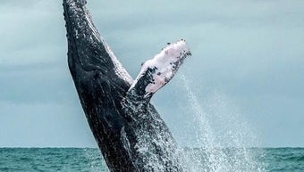 Image 0 for Animal documentaries