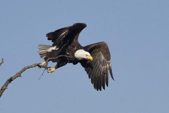 Image 2 for Animal documentaries