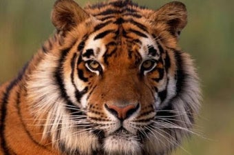 Image 1 for Animal documentaries