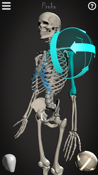 Image 3 for Skelly: Poseable Anatomy …