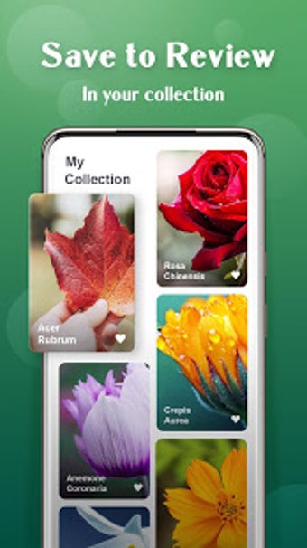 Imagen 2 para Plant Lens - Plant & Flow…