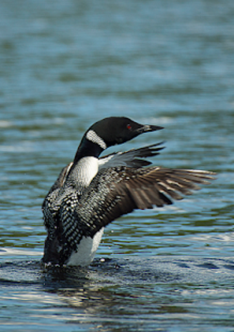 Image 3 for Appp.io - Loon Bird Sound…