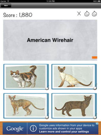 Image 4 for Cat Quiz