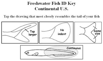 Imagen 0 para Fish ID Key - U.S. Freshw…