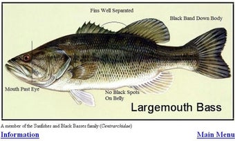 Imagen 2 para Fish ID Key - U.S. Freshw…