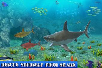 Imagen 0 para Big Shark Vs Small Sharks
