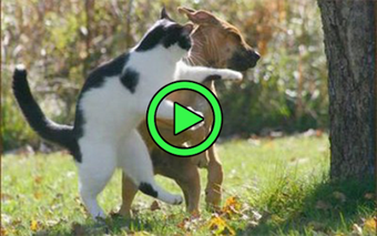 Imagen 0 para Funny cat and dogs videos…