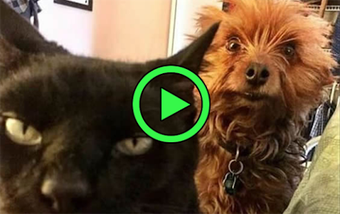 Imagen 1 para Funny cat and dogs videos…