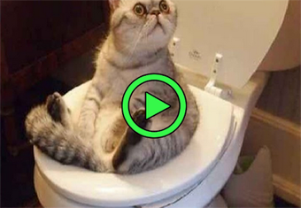 Imagen 2 para Funny cat and dogs videos…