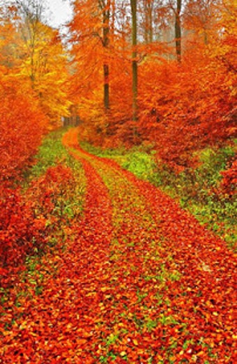 Image 2 for Autumn Wallpaper