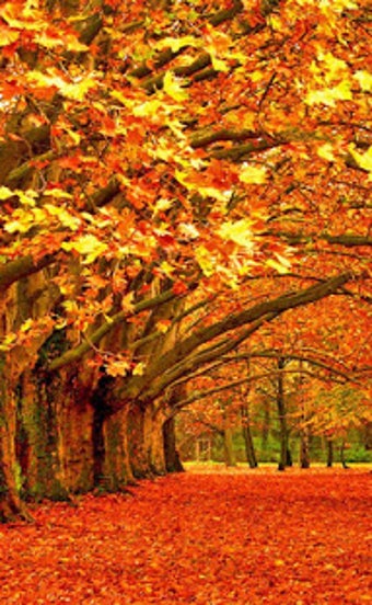 Image 0 for Autumn Wallpaper