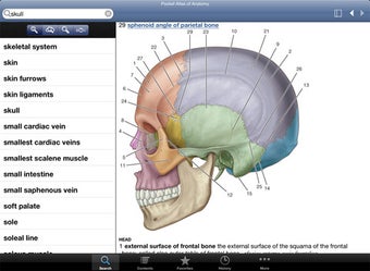 Image 1 for Dorland's/ Gray's Pocket …