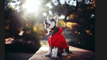Image 0 for The Daily Cute for Window…