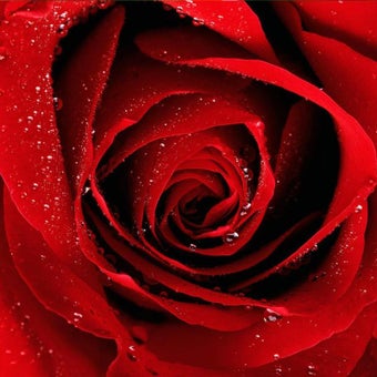 Image 1 for Red Rose Live Wallpaper