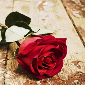 Image 0 for Red Rose Live Wallpaper