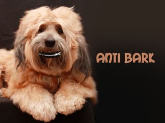 Image 3 for Anti Bark- Dog and Puppy …