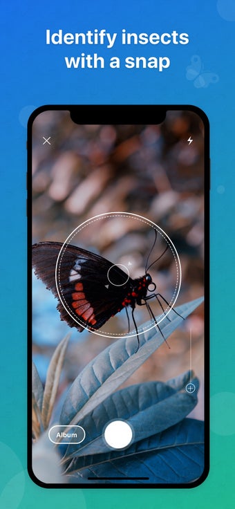 Image 1 for Picture Insect - Insect I…