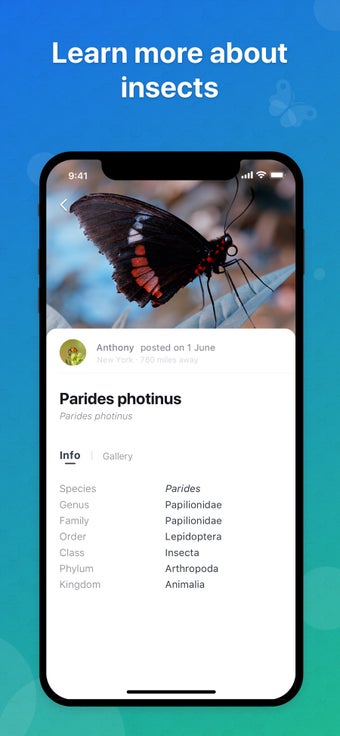Image 2 for Picture Insect - Insect I…