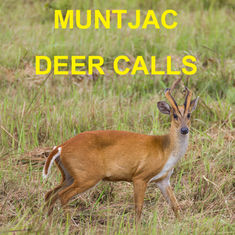 Image 2 for Muntjac Deer Calls