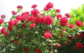 Image 0 for Flower Saver