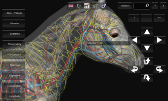 Image 1 for 3D Horse Anatomy Software