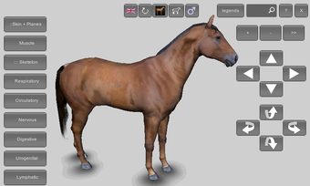 Image 3 for 3D Horse Anatomy Software