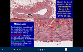 Image 0 for Histology Lite - SecondLo…