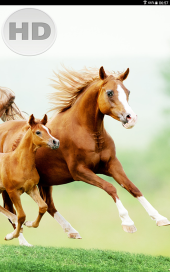 Image 3 for Horse Wallpaper Free Down…