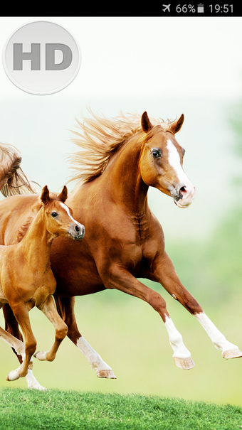 Image 1 for Horse Wallpaper Free Down…