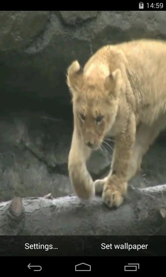 Imagen 0 para Lion Video Live Wallpaper