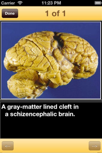 Image 2 for Dictionary of Neurologica…
