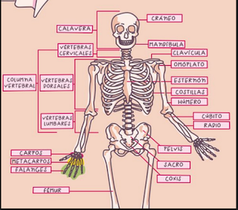 Imagen 2 para Human Anatomy in 3D. The …