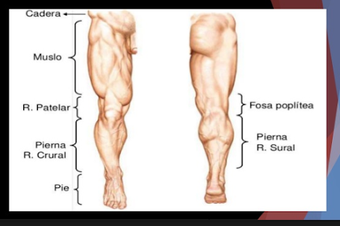 Imagen 0 para Human Anatomy in 3D. The …