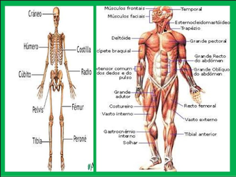 Imagen 1 para Human Anatomy in 3D. The …