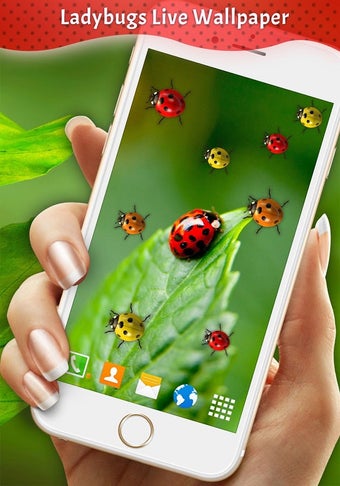 Image 0 for Ladybugs Live Wallpaper