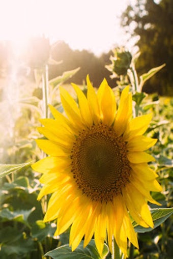 Image 1 for Sunflower Live Wallpaper