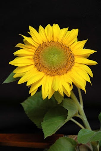 Image 2 for Sunflower Live Wallpaper