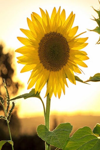 Image 3 for Sunflower Live Wallpaper