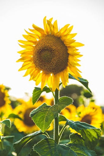 Image 0 for Sunflower Live Wallpaper