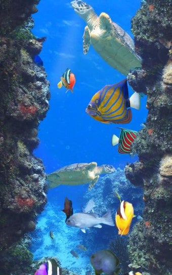 Image 0 for Aquarium and fishes