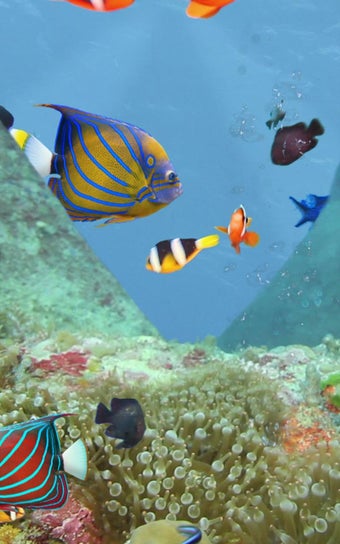 Image 3 for Aquarium and fishes