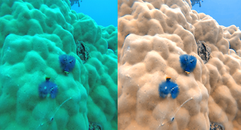 Image 2 for UwEdit - Underwater color…