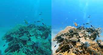 Image 0 for UwEdit - Underwater color…