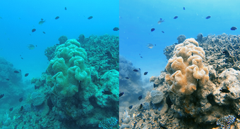 Image 1 for UwEdit - Underwater color…