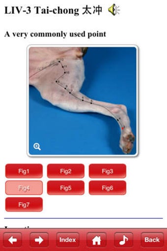 Image 0 for Canine Acupuncture Point …