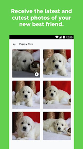 Imagen 0 para PuppySpot