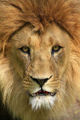 Image 0 for Talking Lion