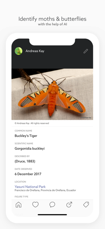Image 1 for Leps by Fieldguide